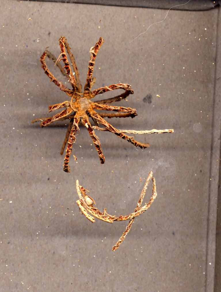Echinodermi vari spiaggiati